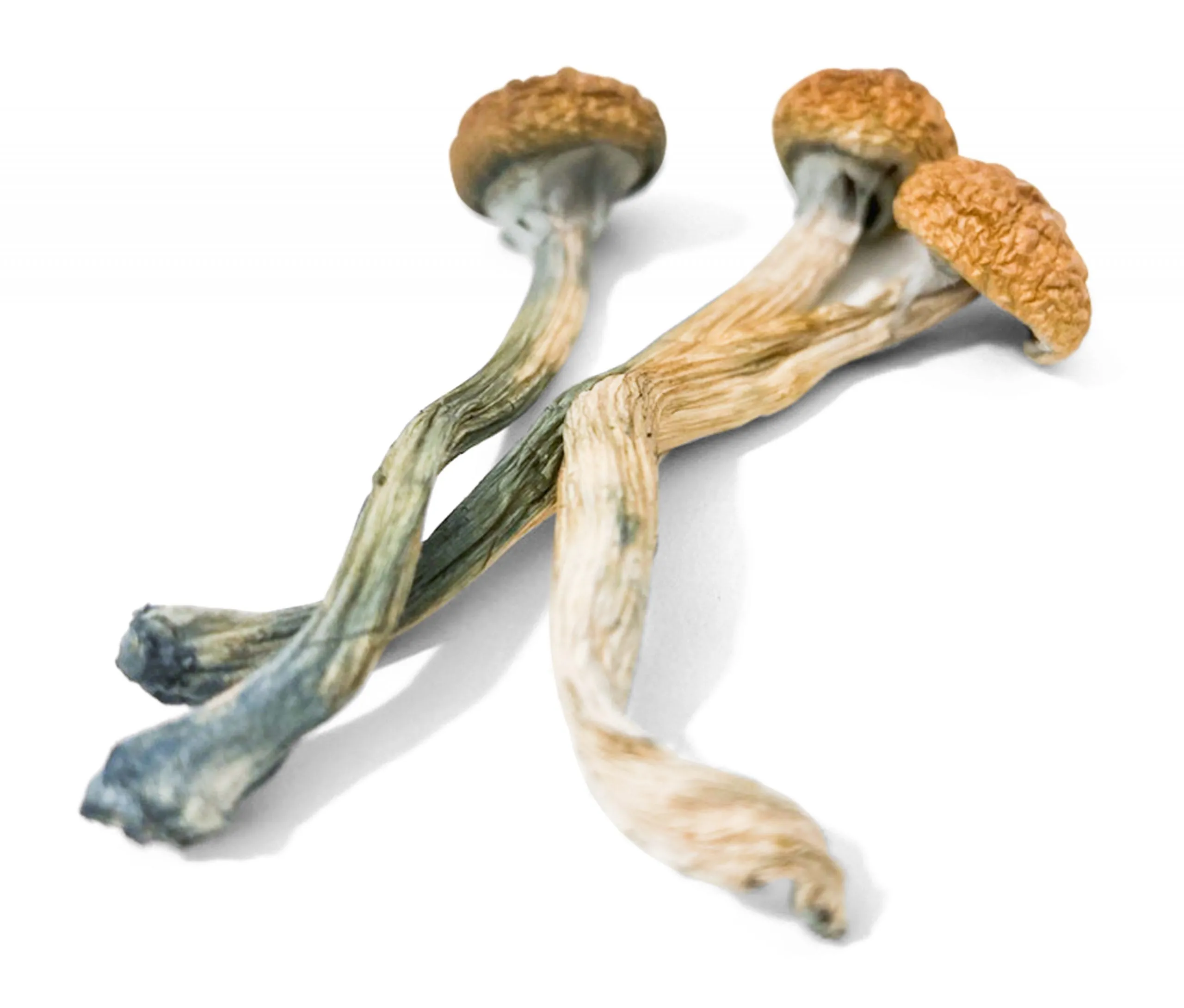 3.5 Grams Dried Mushrooms – Hillbilly Psilocybe Cubensis