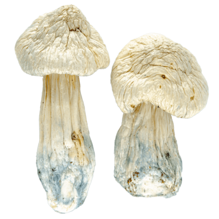 14 Grams Dried Mushrooms – Albino Penis Envy A.P.E. (Extreme Potency)