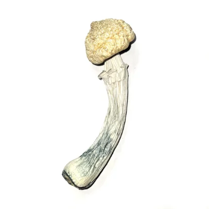28 Grams Dried Mushrooms – Ghost True Albino Teacher