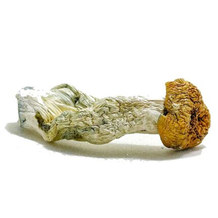 28 Grams Dried Mushrooms – Equinox Buttons (High Potency)