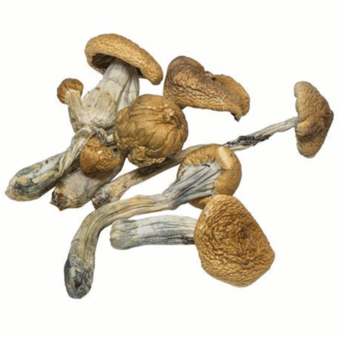 1/4 Pound Dried Mushrooms – Hillbilly Psilocybe Cubensis