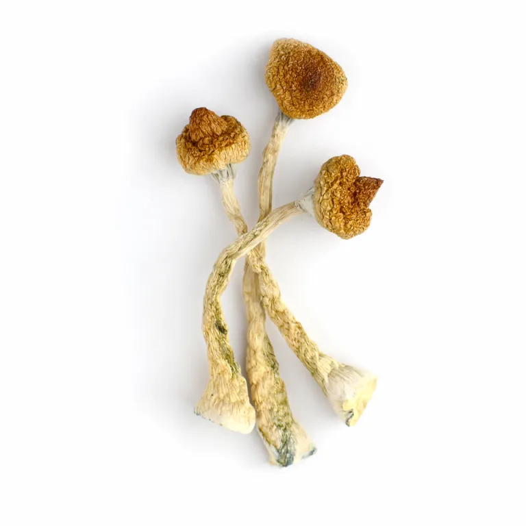 1/4 Pound Dried Mushrooms – McKennaii (High Potency+)