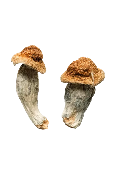 1 Pound Dried Mushrooms – Penis Envy
