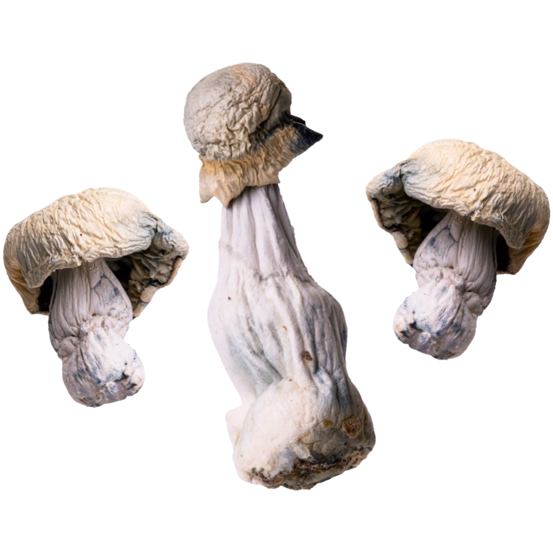 Albino Penis | Magic Mushrooms | 3.5  By Trippy Wizard(1)