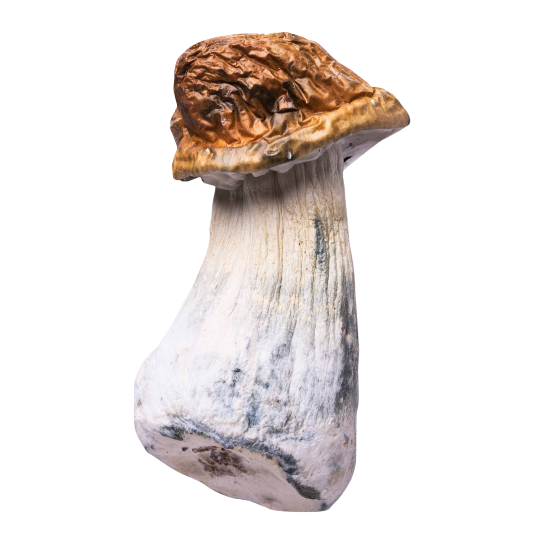 Penis Envy | Magic Mushrooms | 3.5  By Trippy Wizard