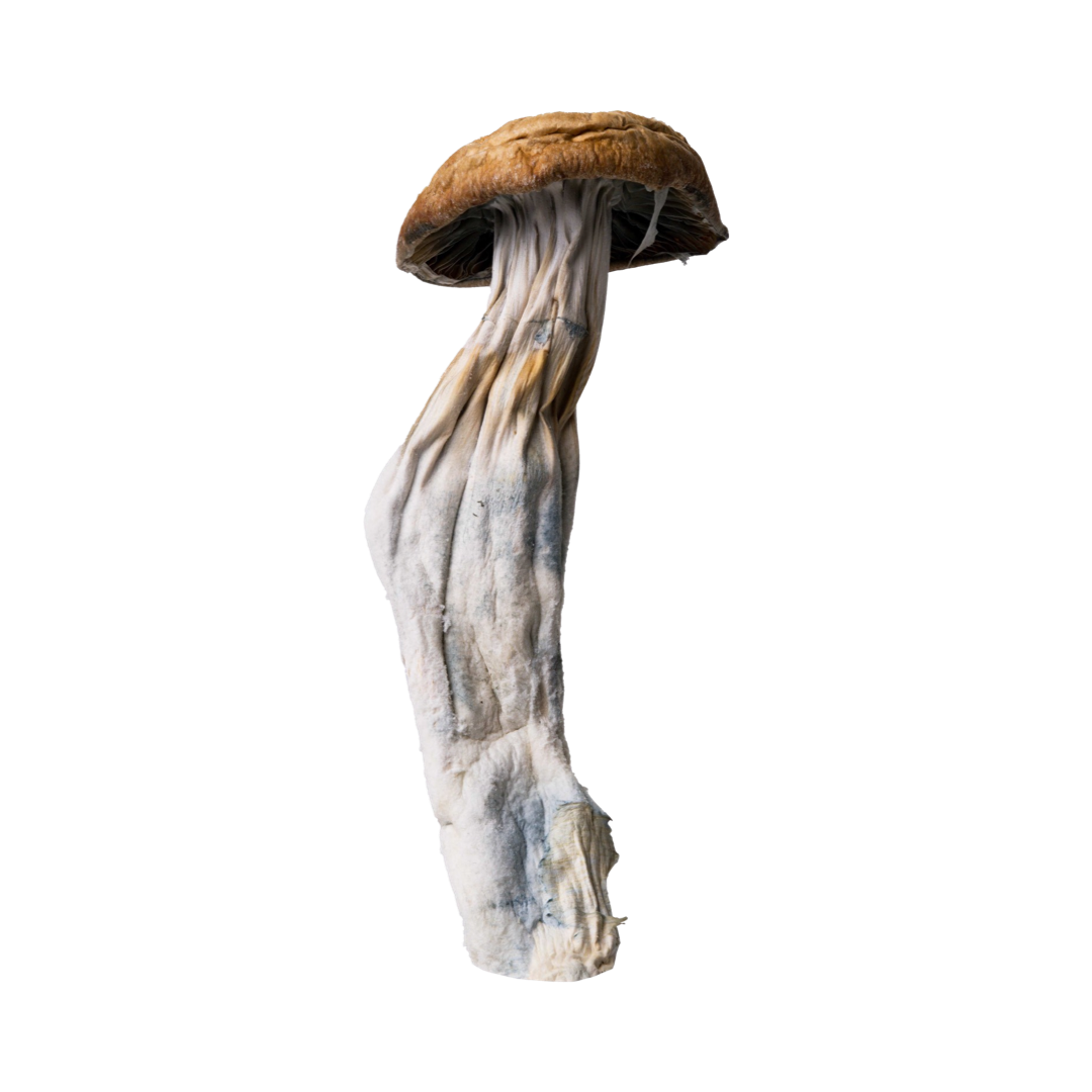 Jedi Ape | Magic Mushrooms | 3.5  By Trippy Wizard