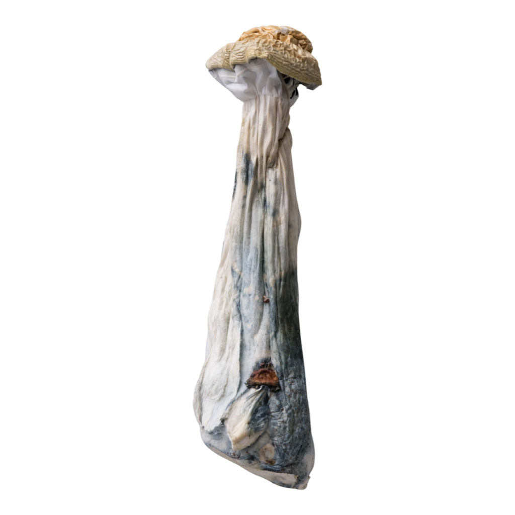 Orissa | Magic Mushrooms | 3.5  By Trippy Wizard
