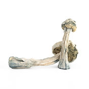 Albino Zilla Magic Mushrooms