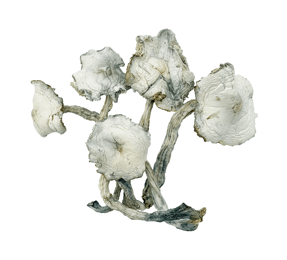 Magic Mushrooms – Albino Zilla