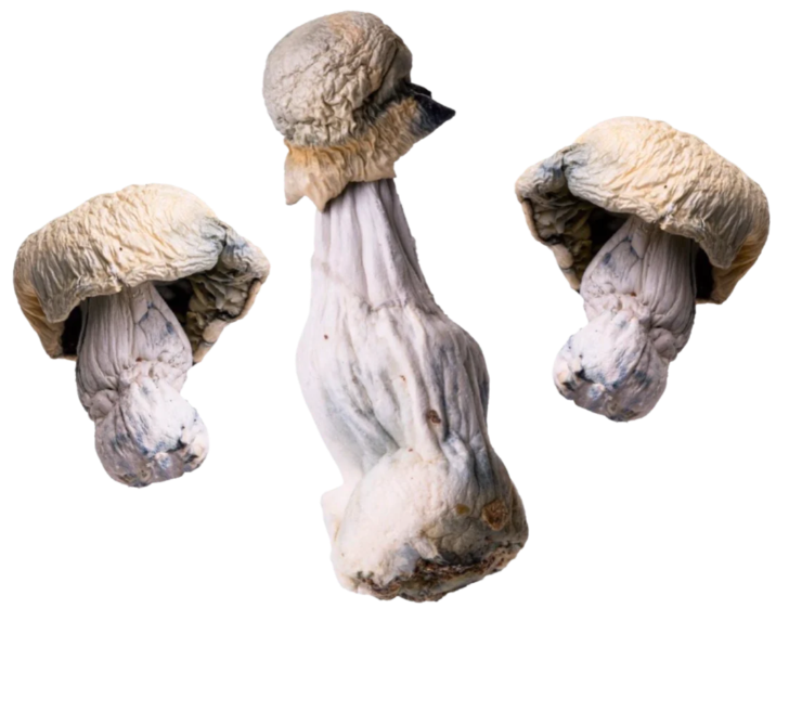 Albino Penis Envy | Magic Mushrooms