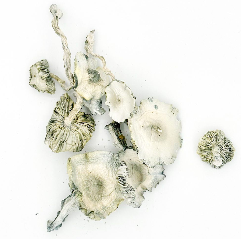 Magic Mushrooms – Albinos Avery