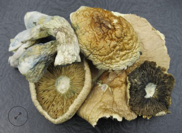 Magic Mushrooms – African Transkei
