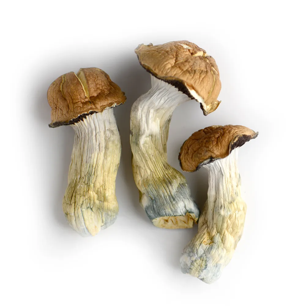 Tidal Wave Cubensis – Dried Magic Mushrooms
