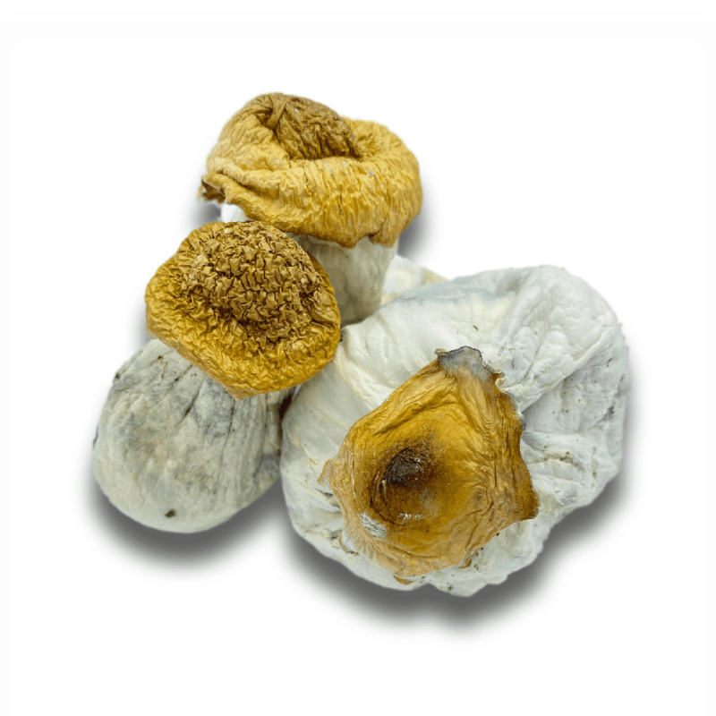 Melmac Penis Envy Cubensis – Dried Magic Mushrooms