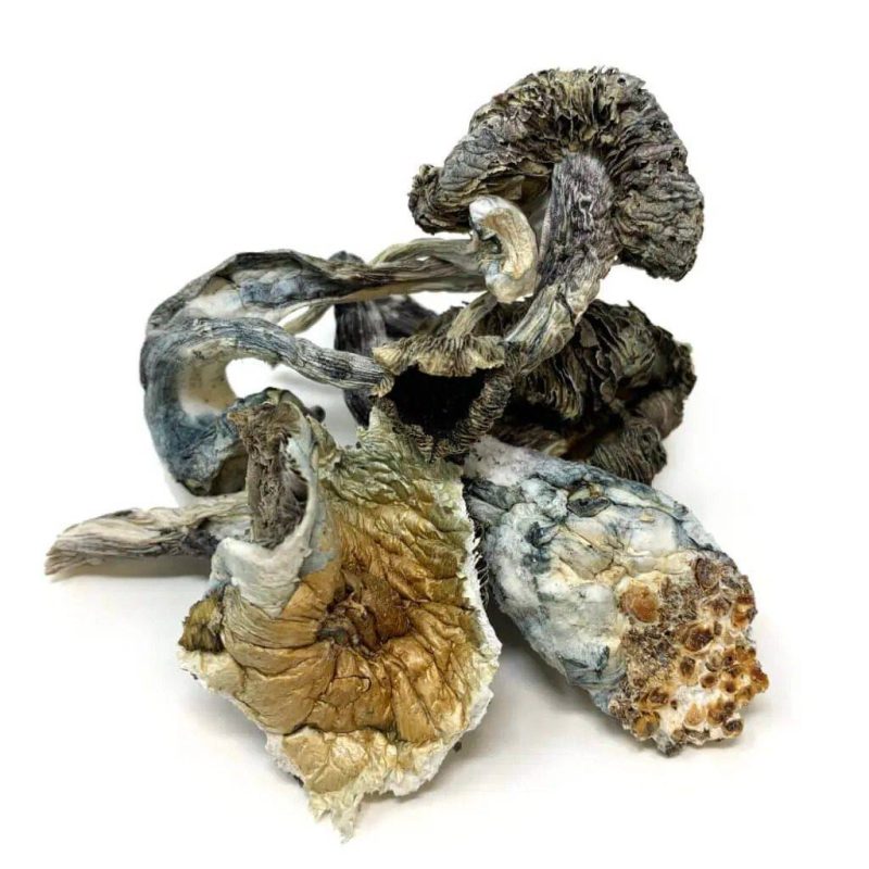 Blue Meanie Cubensis – Dried Magic Mushrooms