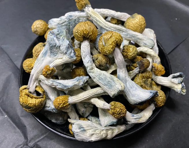 Penis Envy | Dried Whole Mushrooms